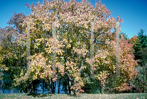 Picture of Cornus asperifolia var. drummondii 