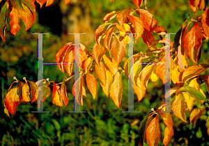 Picture of Cornus florida 