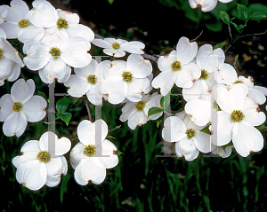 Picture of Cornus florida 