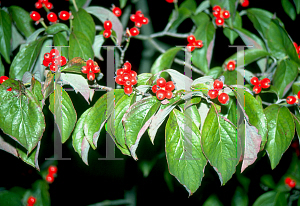 Picture of Cornus florida 