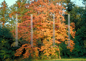 Picture of Cornus florida 