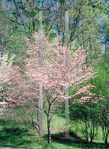 Picture of Cornus florida 'Cherokee Chief'