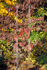 Picture of Cornus florida 'Cherokee Chief'