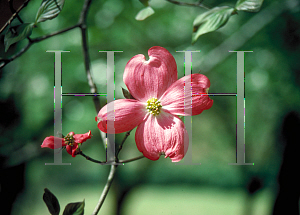 Picture of Cornus florida 'Cherokee Chief'