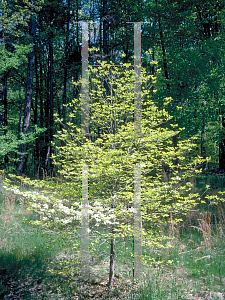 Picture of Cornus florida 'First Lady'