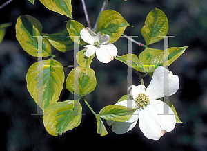 Picture of Cornus florida 'First Lady'