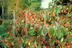 Picture of Cornus florida 'First Lady'