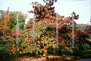 Picture of Cornus florida 'First Lady'