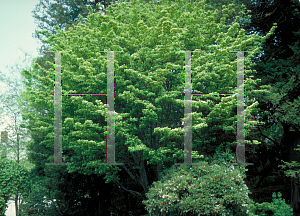 Picture of Cornus kousa 