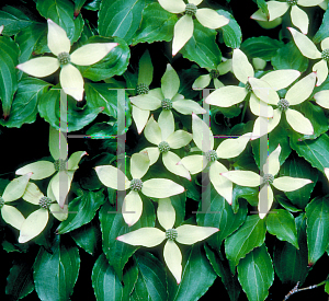 Picture of Cornus kousa 