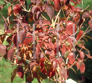 Picture of Cornus kousa 