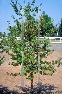 Picture of Cornus mas 