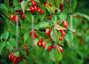 Picture of Cornus mas 