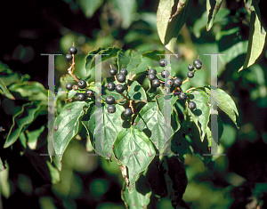 Picture of Cornus walteri 