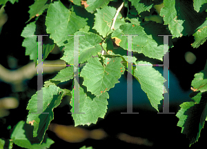 Picture of Corylus colurna 