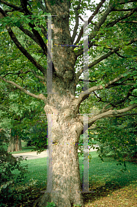 Picture of Corylus colurna 