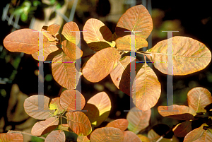 Picture of Cotinus coggygria 