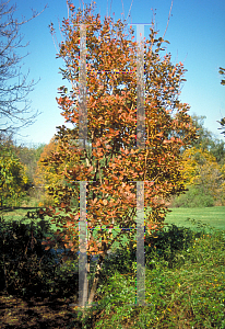 Picture of Cotinus coggygria 