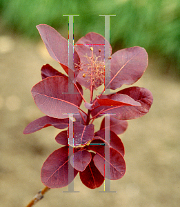 Picture of Cotinus coggygria 'Purpureus'