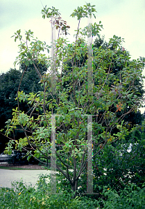 Picture of Cotinus obovatus 