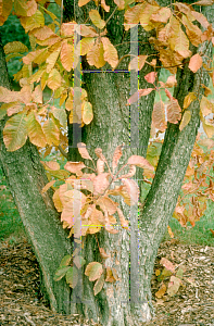 Picture of Cotinus obovatus 