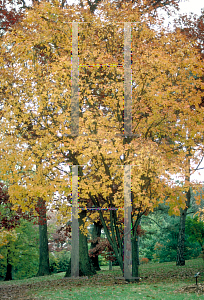 Picture of Cotinus obovatus 