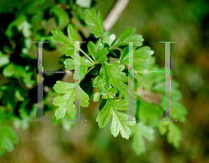 Picture of Crataegus laevigata 