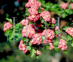 Picture of Crataegus laevigata 