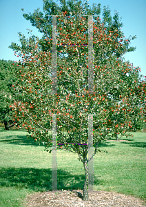 Picture of Crataegus phaenopyrum 