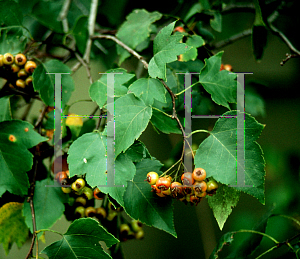 Picture of Crataegus phaenopyrum 