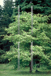 Picture of Crataegus phaenopyrum 