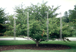 Picture of Crataegus viridis 'Winter King'