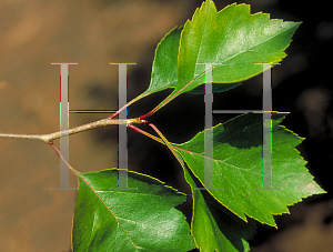 Picture of Crataegus viridis 'Winter King'