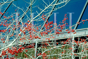 Picture of Crataegus viridis 'Winter King'