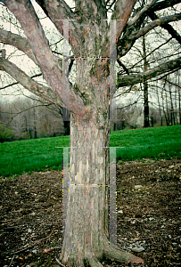 Picture of Crataegus viridis 'Winter King'