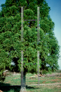 Picture of Cryptomeria japonica 