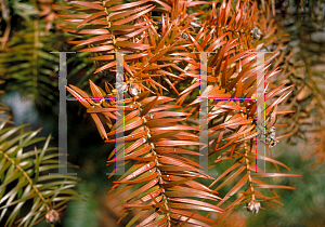 Picture of Cunninghamia lanceolata 