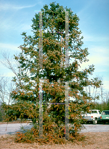 Picture of Cunninghamia lanceolata 