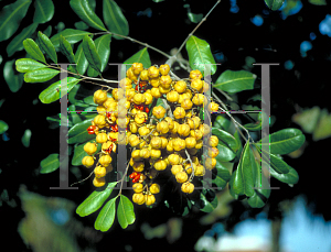 Picture of Cupaniopsis anacardiopsis 