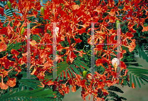 Picture of Delonix regia 