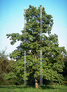 Picture of Diospyros virginiana 