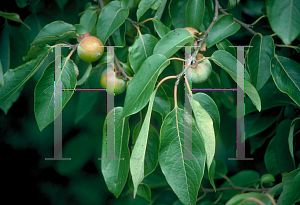 Picture of Diospyros virginiana 