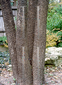 Picture of Diospyros virginiana 