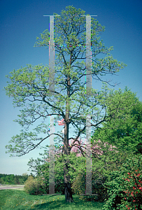 Picture of Diospyros virginiana 