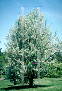 Picture of Elaeagnus angustifolia 