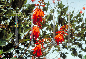 Picture of Erythrina caffra 