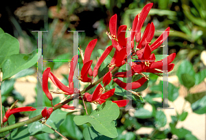 Picture of Erythrina crista-galli 