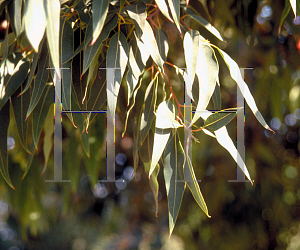 Picture of Eucalyptus ficifolia 