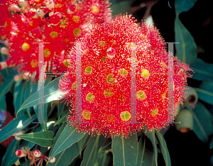 Picture of Eucalyptus ficifolia 