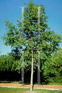 Picture of Eucalyptus torelliana 